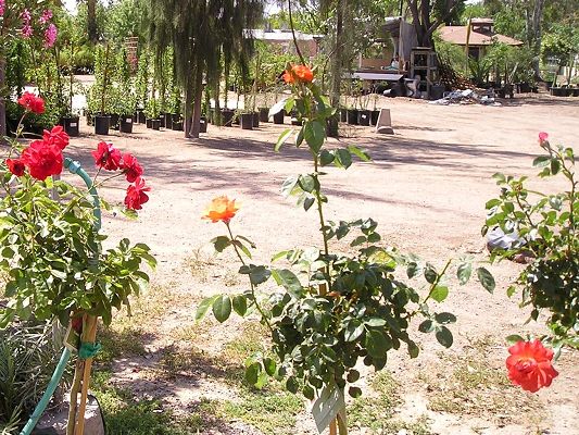nursery_april_23_086.jpg