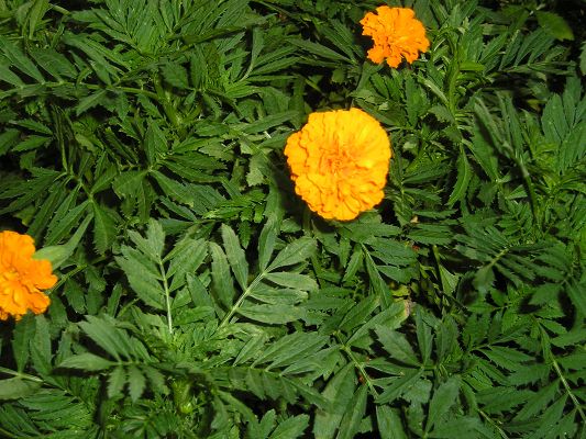 p1010006_2.jpg