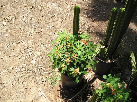 p1010018_3.jpg