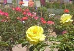 nursery_april_23_048