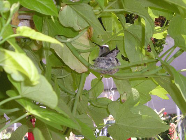 mike_s_camera_may_10_2008_013