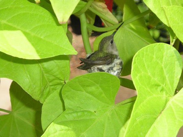 mike_s_camera_may_10_2008_020