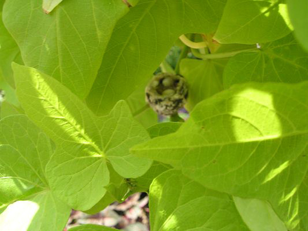 mike_s_camera_may_10_2008_031