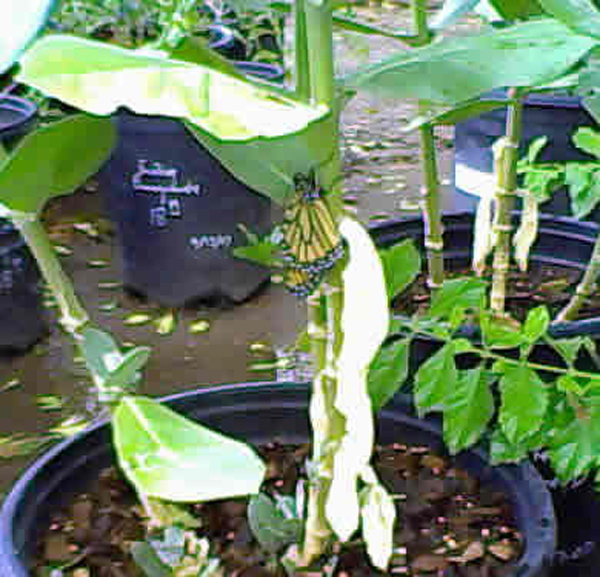 monarch butterfly from Baker Nursery