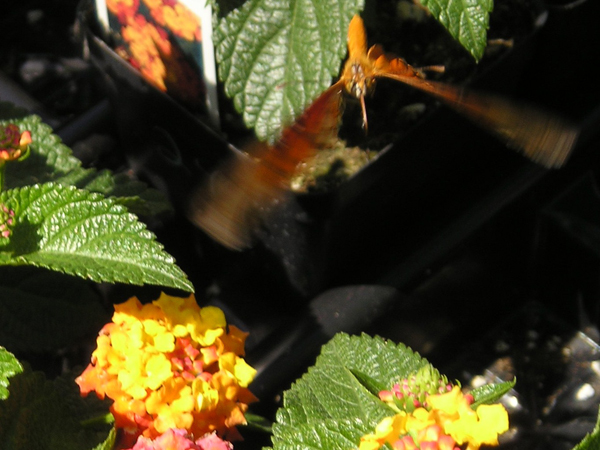 nursery april 23 058