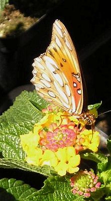 butterfly.jpg