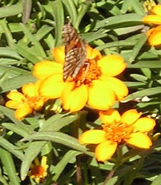 nursery_104.jpg