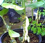 monarch butterfly from Baker Nursery