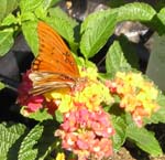 nursery april 23 056