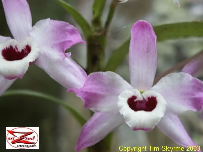 orchids