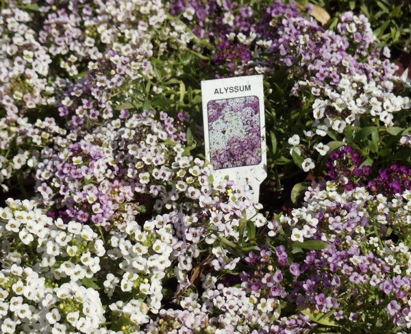 Alyssum