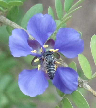 bee