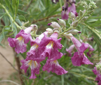 desert willow
