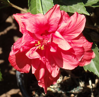 Hibiscus Double Red