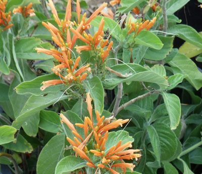 mexican honeysuckle