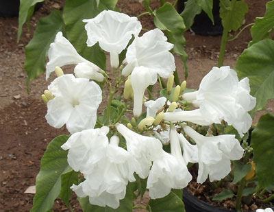 morning glory