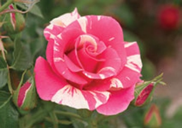 CandyLand_150