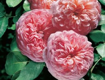 abraham darby