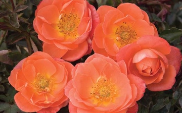 amber sunblaze