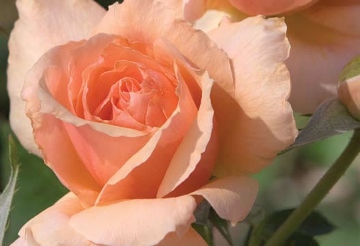 apricot candy
