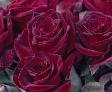 black baccara