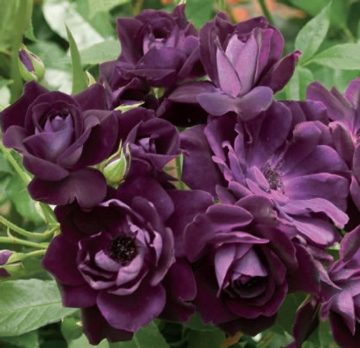 burgundy iceberg