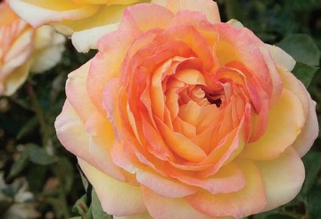 centennial star