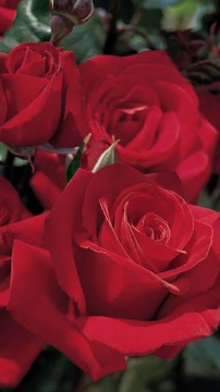crimson bouquet