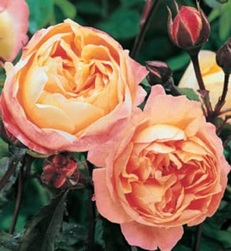 lady emma hamilton
