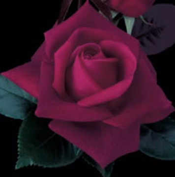 lasting love