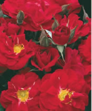 linda campbell