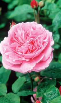 mary rose