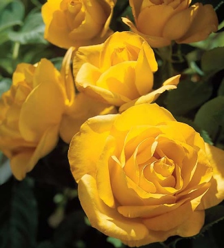 midas touch