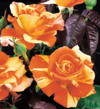 oranges n lemons