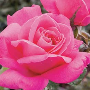 pink peace
