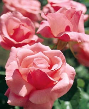 queen elizabeth