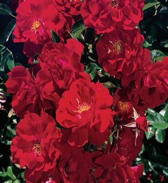 red ribbons