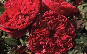 rouge royale