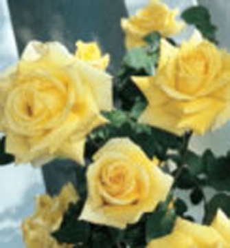 royal gold