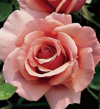 tournament of roses