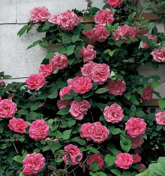 zephirine drouhin