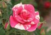 CandyLand_150