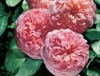 abraham darby