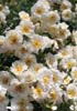 blossom blanket