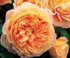 crown princess margareta