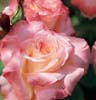 diana princess of wales