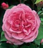 gertrude jekyll