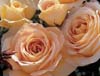 honey bouquet
