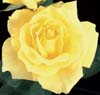 mellow yellow