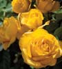 midas touch